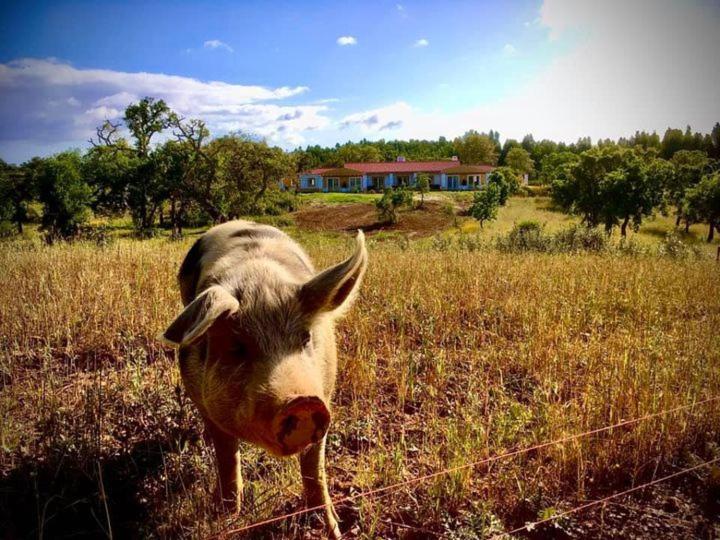 Cerro Da Campanica Villa ซังติอาโก โด กาเซ็ง ภายนอก รูปภาพ